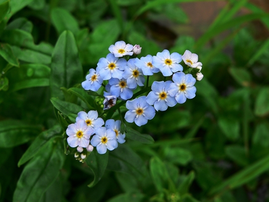 {Myosotis scorpioides}